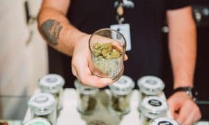 a person holding a glass of marijuana 