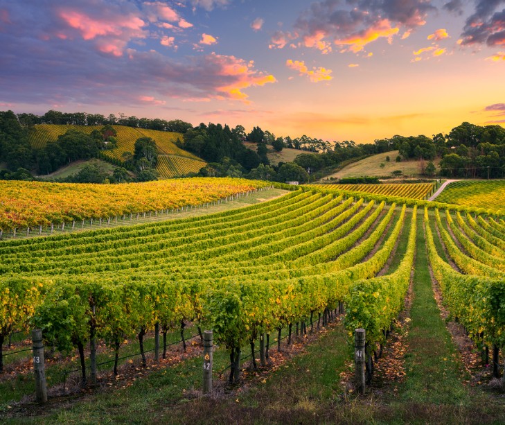 an aesthetic photo of a vineyard with a sunset in the background